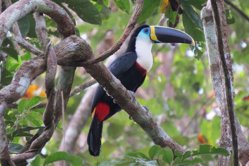 Sandoval Lake & Cachuela Parrots Clay Lick 4D - Exploring Tambopata National Reserve