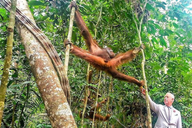 Sarawak Orangutan Semenggoh Wildlife Centre Tour - Wildlife Centre Highlights