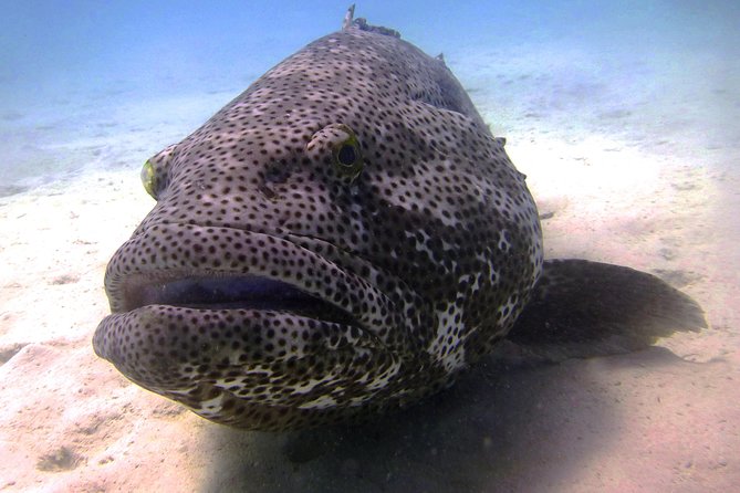 Scuba Dive Ningaloo Reef - Dive Tour Highlights