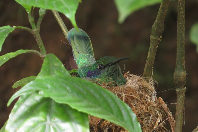 Shared 5 Hours Monteverde Bird Watching - Choosing the Right Location