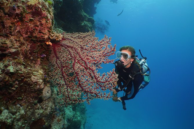 Silversonic Outer Great Barrier Reef Cruise From Port Douglas - Inclusions and Amenities