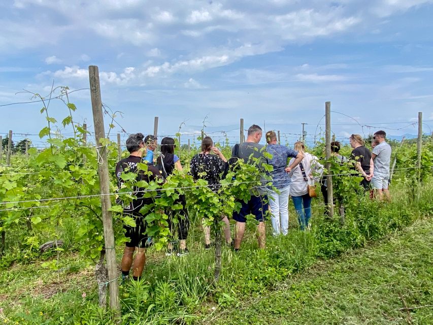 Sirmione: Vineyard Tour With Lugana Wines and Local Tastings - Experience Highlights