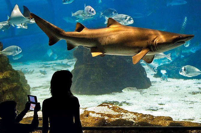 Skip the Line: Barcelona Aquarium Ticket - Ticket Purchase and Cancellation Policy