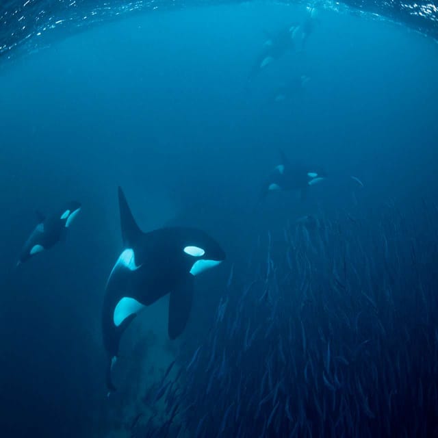 Skjervoy: Whale RIB Experience (Without Transfer) - Safety Protocols