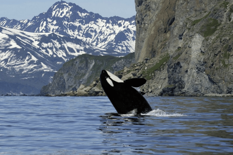 Skjervoy: Whale RIB Experience (Without Transfer) - Booking Information