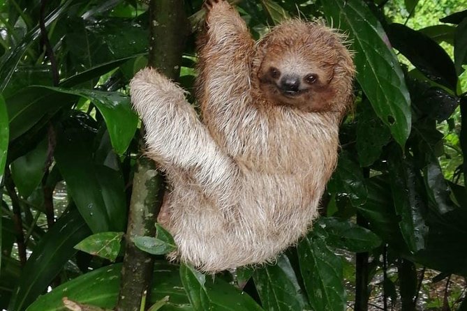 Sloths in Their Natural Habitat & Blue River Waterfall - Nature and Wildlife Encounters