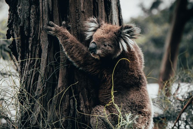 Small Group - 12 Apostles, Otways & Great Ocean Road Day Tour From Melbourne - Itinerary Highlights