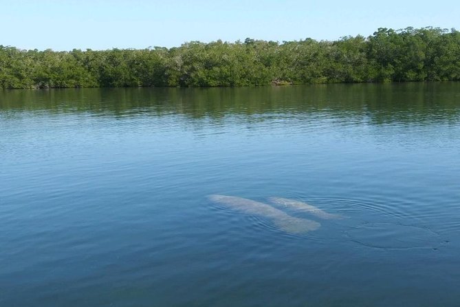 Small Group Florida Keys Eco Tour by Boat - Accessibility Features