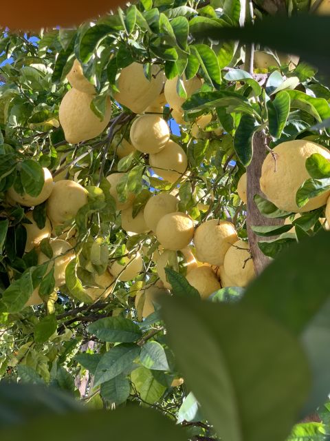 Sorrento: Lemon Garden Tour With Marmalade Tasting - Pricing Details