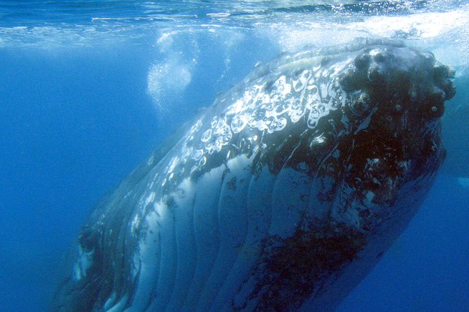 Spirit of Hervey Bay Whale Watching Cruise - Tour Inclusions and Amenities