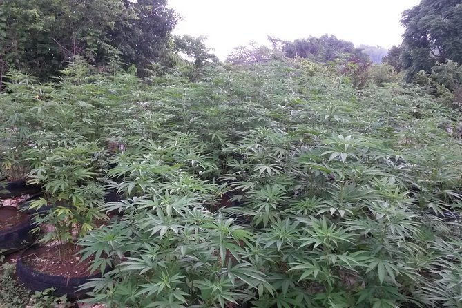 Stepping High Mountain Rastafari Herbs Tour - Cultural Insights