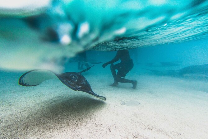 Stingray City Experience Antigua - ROUND TRIP INCLUDED - Meeting and Pickup Locations