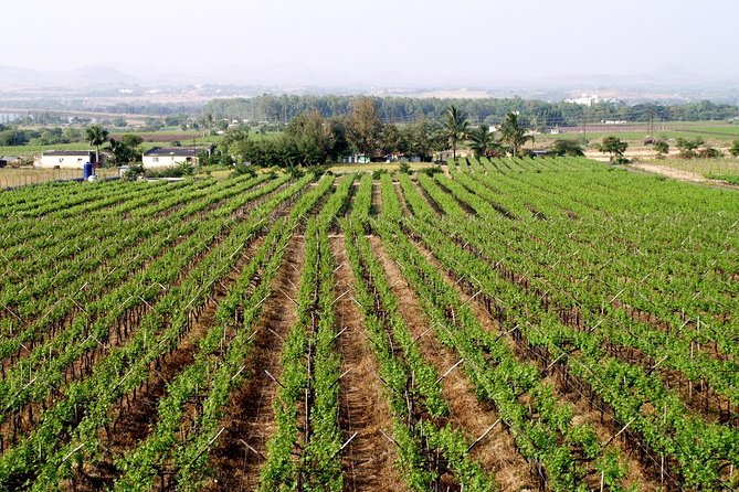 Sula Vineyards Day Tour From Mumbai - Inclusions and Pricing Details