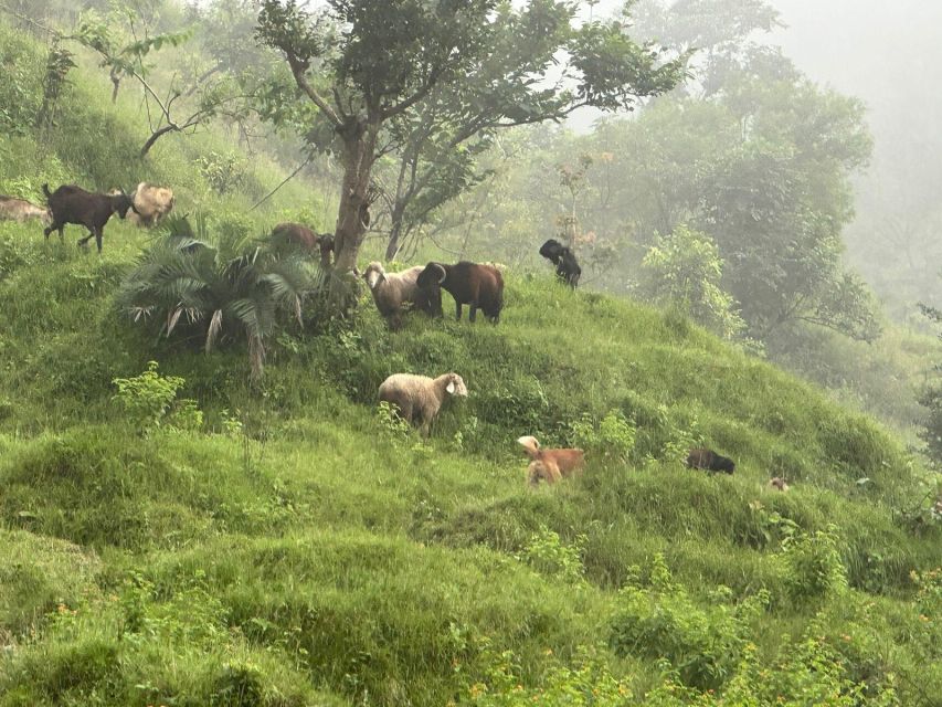 Sunrise Day Hike in Rishikesh - Itinerary Details