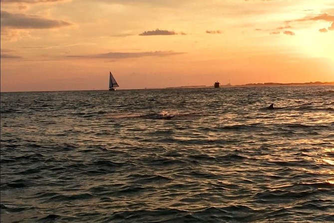 Sunset Dolphin Watching Cruise in Destin Harbor - Highlights of the Experience