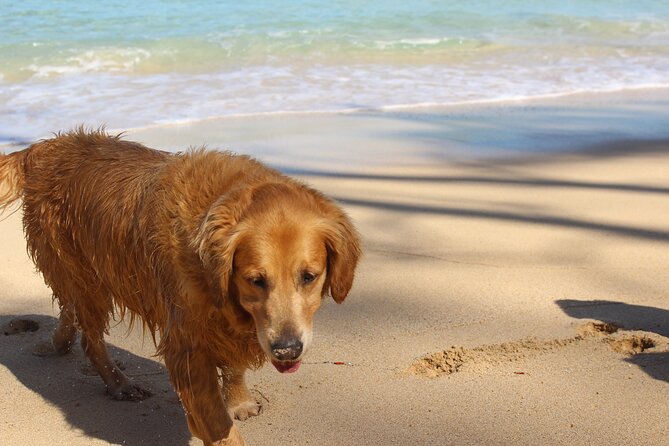 Surf Lessons on the North Shore of Oahu - What to Expect During Lessons