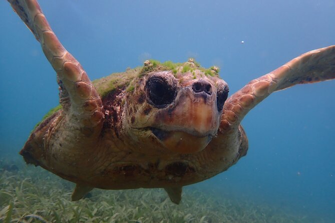 Swim With Turtles - Marine Life Encountered