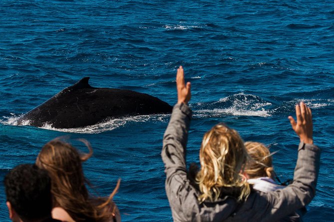 Swim With Whale Sharks- the Largest Fish in the World! - The Ningaloo Reef Experience