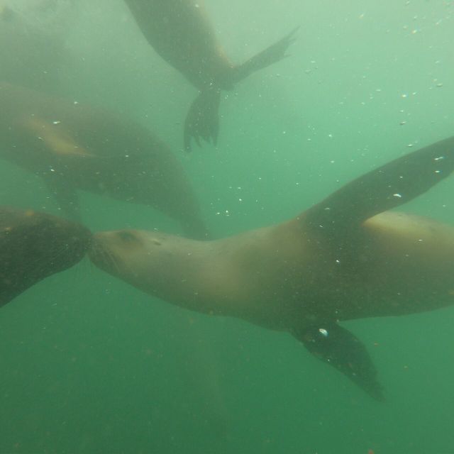 Swimming With Sea Lions in Lima - Itinerary Highlights