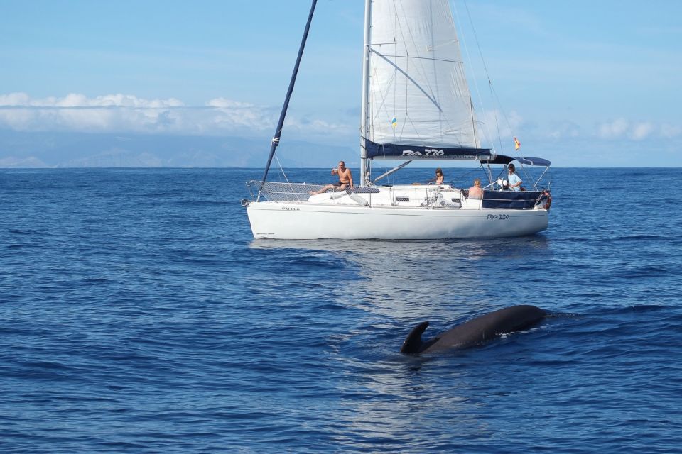 Tenerife: 3-6 Hour Private Whale & Dolphin Watching - Highlights of the Experience