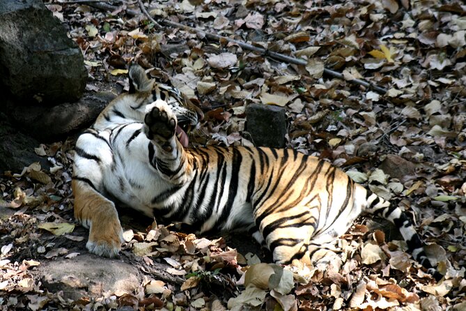 Tiger Photographic Safaris - Unique Wildlife Photography Opportunities