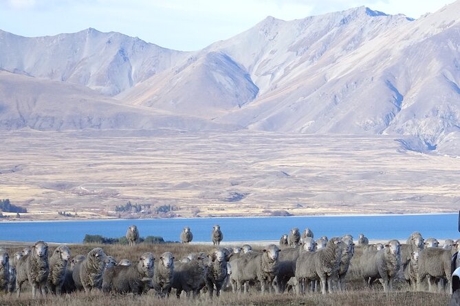 Timaru to Lake Tekapo Scenic Day Tour - Scenic Highlights Along the Route