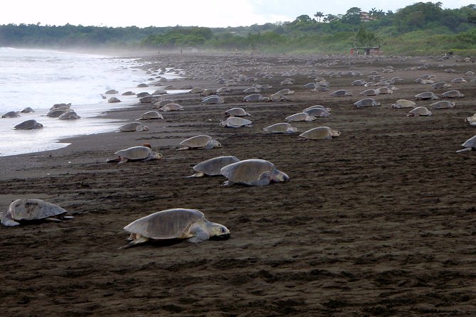 Turtle Tour Near Samara Beach - Tour Inclusions and Logistics