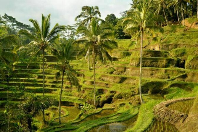 UBUD: Half Day Ubud Tour With Holy Water Body Cleansing - Inclusions and Logistics