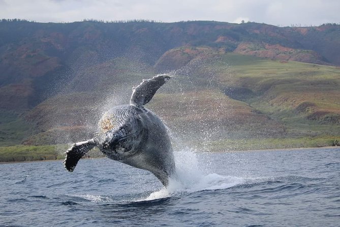 Ultimate 2 Hour Exclusive VIP Whale Watch Tour - Key Features of the Tour