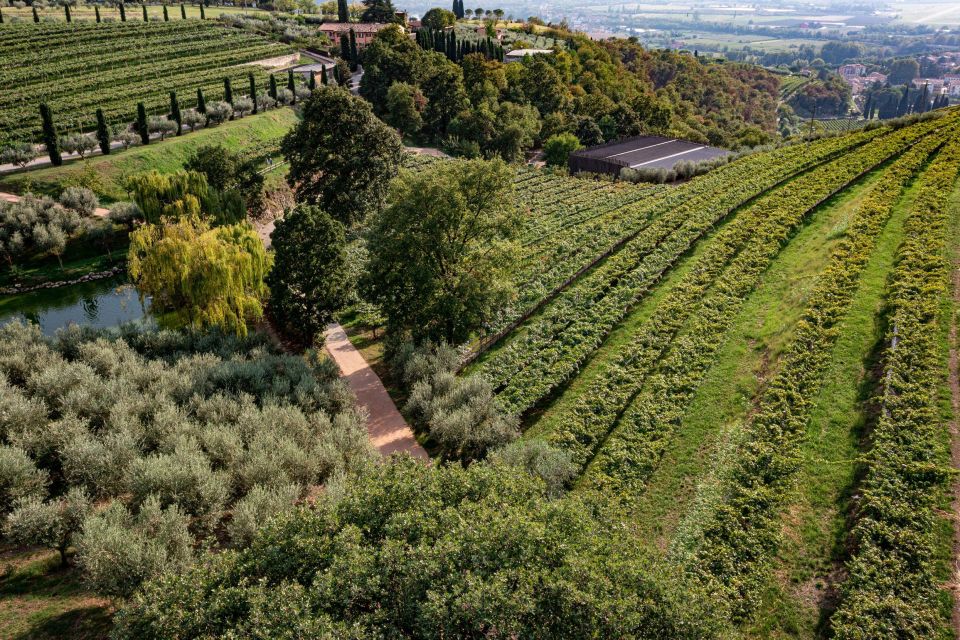 Valpolicella: Organic Winery Tour and Wine Tasting - Itinerary Highlights