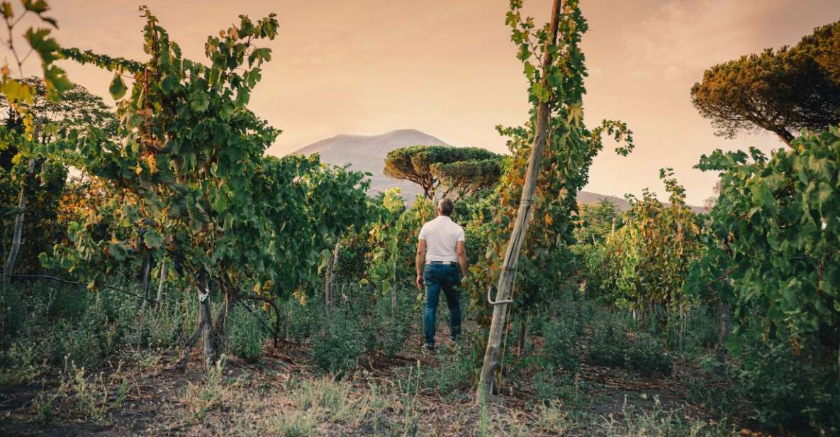 Vesuvio National Park: Wine Tasting & Tour With Light Lunch - Unique Features of the Winery