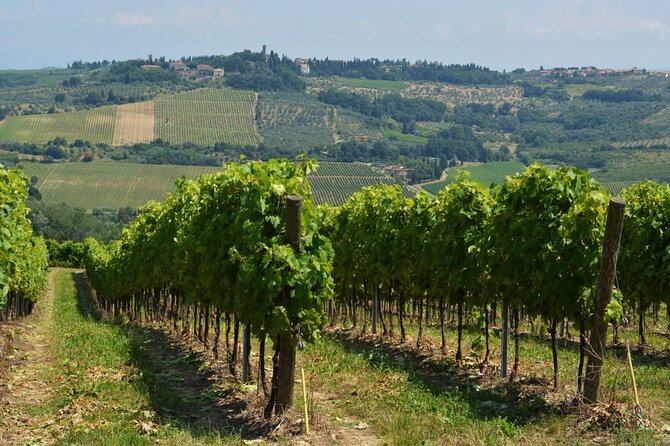 Vineyard Walk & Wine Tasting in Tuscany - Location and Accessibility