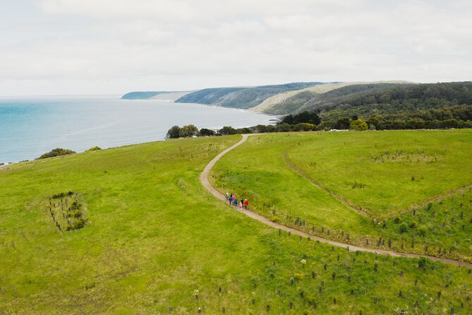 Walk With Wildlife: Guided Tour in Great Ocean Road - Wildlife Spotting Opportunities