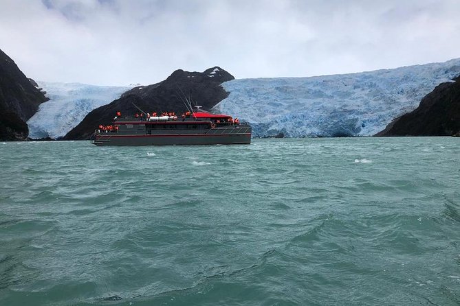 Whale and Glacier Watching From Punta Arenas Francisco Coloane Park - Wildlife Encounter Opportunities