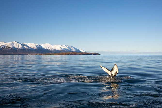 Whale Watching and Sea Angling Tour - Wildlife Sightings