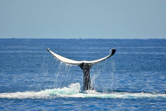 Whale Watching Busselton - Inclusions and Benefits