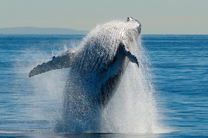 Whale Watching Cruise From Redcliffe, Brisbane or the Sunshine Coast - Inclusions and Amenities