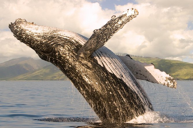 Whale Watching From Maalaea Harbor - What to Expect on the Tour