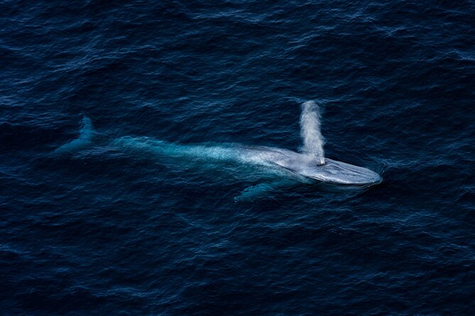 Whale Watching Ultimate Adventure Tour Kaikoura 1 Hour 20 Min - Meeting and Pickup Details