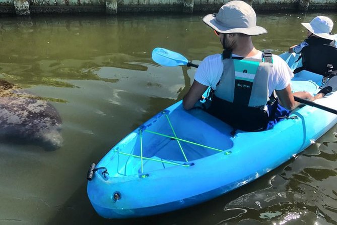 Wildlife Refuge Manatee, Dolphin & Mangrove Kayak or Paddleboarding Tour! - Wildlife Encounters