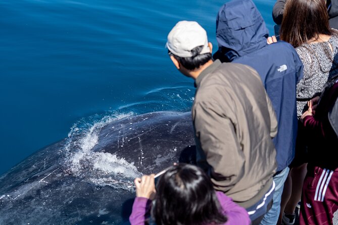 Wilsons Prom Whale Cruise - Whats Included in the Cruise