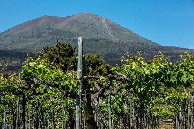 Wine Tasting on the Slopes of Vesuvius From Naples With Lunch - Culinary Delights