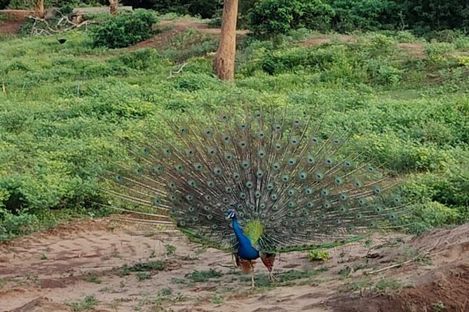 Yala National Park Full-Day Jeep Safari With Lunch - Accessibility Features