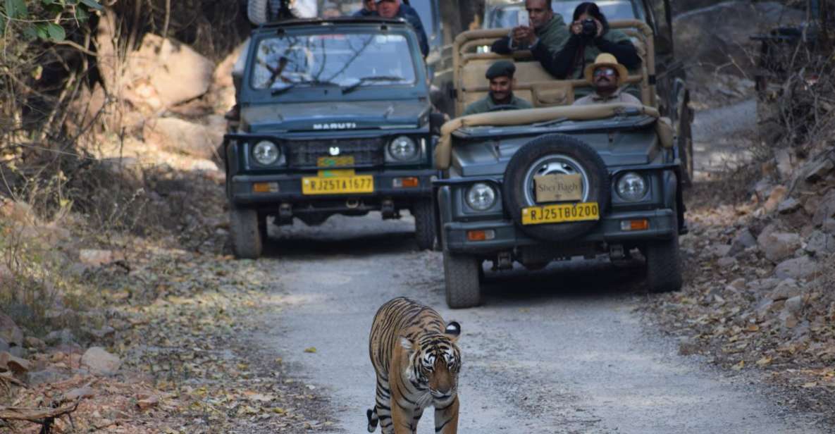 1 Night 2 Days Ranthambhore WildLife Tour From Jaipur - Wildlife Spotting