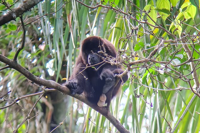 2-3-Hour Manuel Antonio Park Nature Guided Tour - Wildlife Observation Opportunities