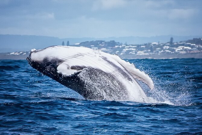 2-Hour Guided Whale Watching Tour at Noosa - What to Expect