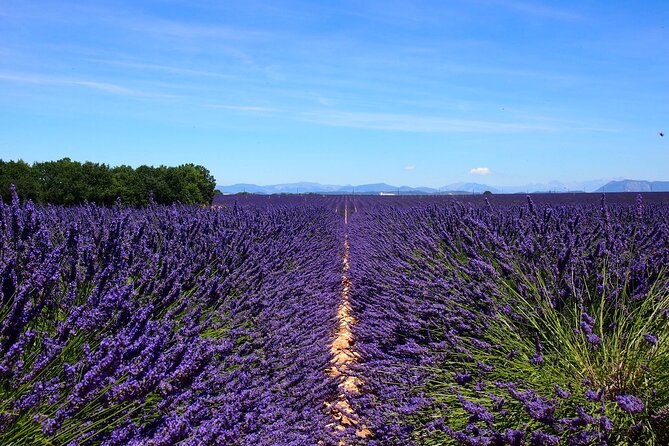 4-Hour Lavender Fields Tour in Valensole From Aix-En-Provence - Highlights of the Experience