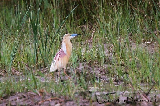 4x4 Camargue Safari 4h - Private Tour - Departure From Arles - Accessibility Information