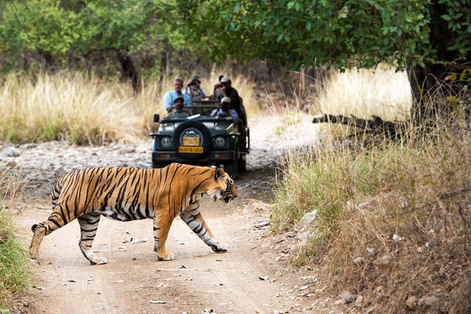 5 Days Golden Triangle Tour With Ranthambore Tiger Safari - Traveler Recommendations