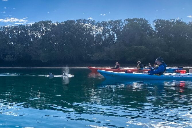 Adelaide Dolphin Sanctuary and Ships Graveyard Kayak Tour - Equipment Provided